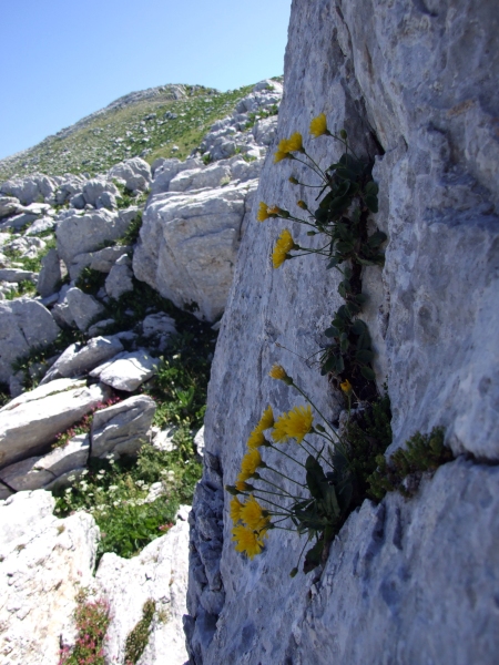 Fioriture in quota